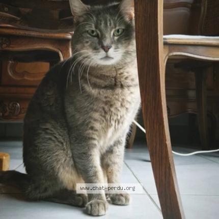 Foto 1/1 Willow Chat perdido en La wantzenau