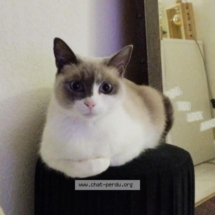 Foto 1/1 Bibi Chat perdido en Toulon