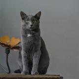 Foto del gato perdido en Lamorlaye