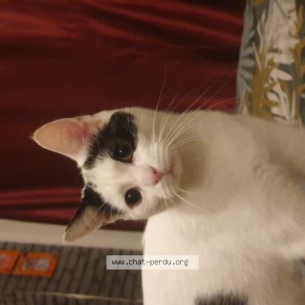 Foto 1/1 Titoune Chat perdido en Pacy sur eure