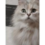 Foto del gato perdido en Chalons En Champagne