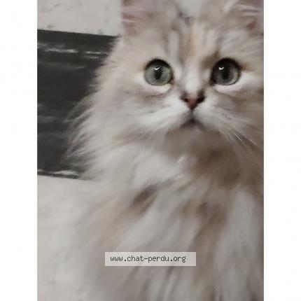 Foto 1/1 Chouchou Chat perdido en Chalons en champagne