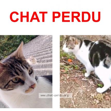 Foto 1/1 Yoda Chat perdido en Nimes