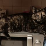 Foto del gato perdido en Les Clayes Sous Bois