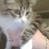 Foto del gato perdido en Argentonnay