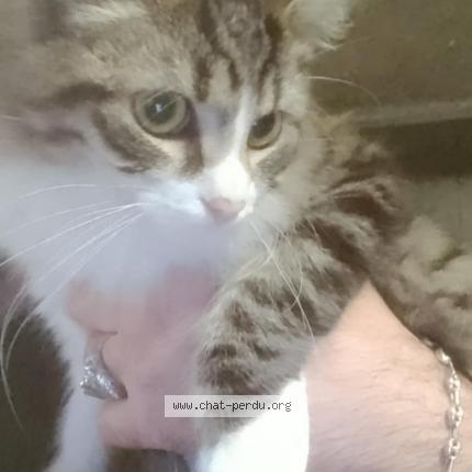 Foto 1/1 Tchotcho Chat perdido en Argentonnay