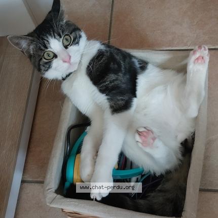 Foto 2/5 Irish Chat perdido en Frasnes lez couvin