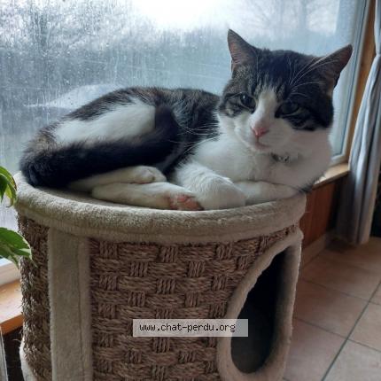 Foto 3/5 Irish Chat perdido en Frasnes lez couvin