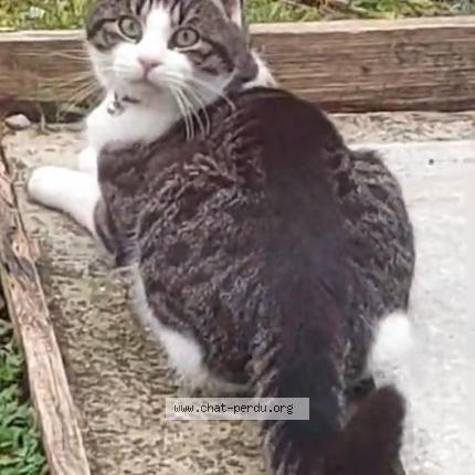 Foto 5/5 Irish Chat perdido en Frasnes lez couvin