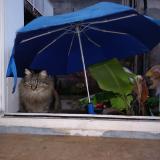 Foto del gato perdido en Toulouse