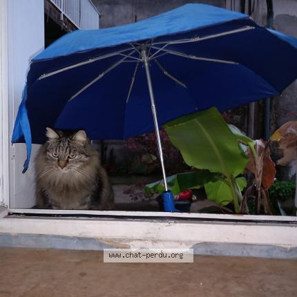 Foto 1/1 Bandit Chat perdido en Toulouse