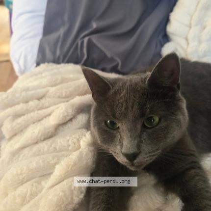 Foto 1/1 Albert Chat perdido en Mont blanc