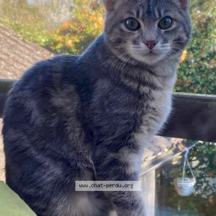 Foto 1/1 Marnie Chat perdido en Paris