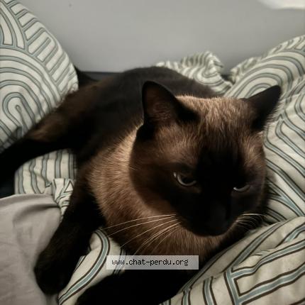 Foto 1/1 LOKI Chat perdido en Eysines