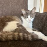 Foto del gato perdido en Jacou