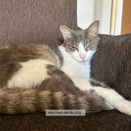 Foto 1/1 Biboune Chat perdido en Jacou