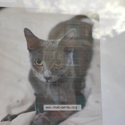 Foto 1/1 Ella Chat perdido en Reims