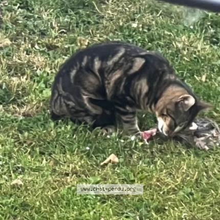 Foto 1/1 Gato encontrado Encontrado en Lambres lez douai