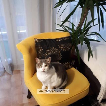 Foto 1/2 Moustik Chat perdido en Les mathes