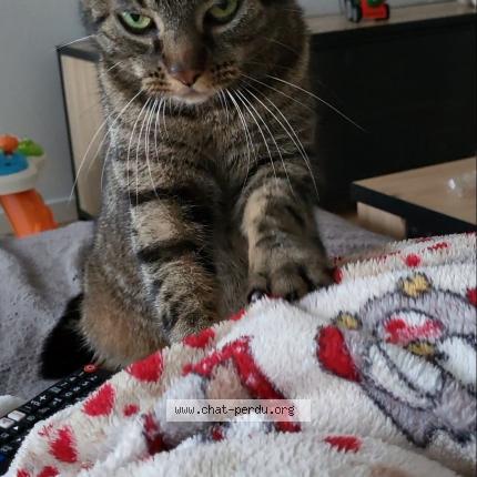 Foto 1/1 Titi Chat perdido en Vigneux de bretagne