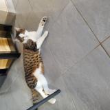 Foto del gato perdido en Thilouze