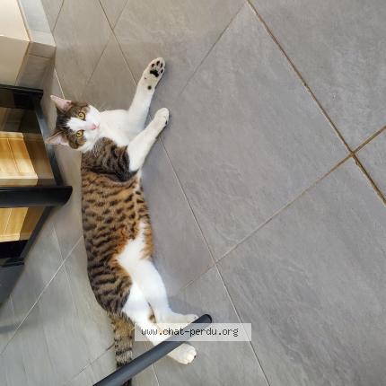 Foto 1/1 popi Chat perdido en Thilouze