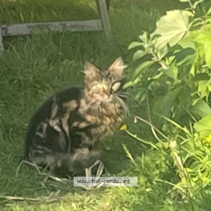 Foto 1/1 Gato encontrado Encontrado en Brest