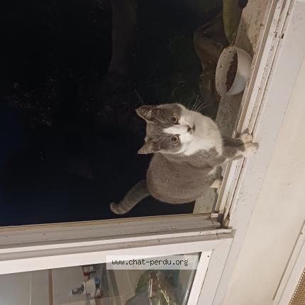 Foto 1/1 Monsieur Chat perdido en Noyant villages