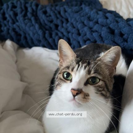 Foto 1/1 Titi Chat perdido en Saint juery