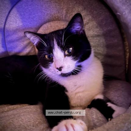 Foto 1/1 Chaussette Chat perdido en Mathay