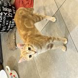 Foto del gato perdido en Medis