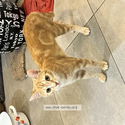 Foto 1/1 Ushaiwa Chat perdido en Medis