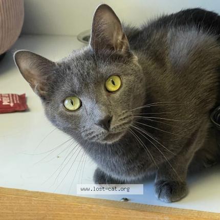 Foto 1/1 Gato encontrado Encontrado en Gastonia