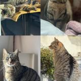 Foto del gato perdido en Rebecques