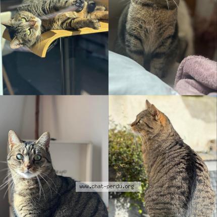 Foto 1/1 LUNA Chat perdido en Rebecques