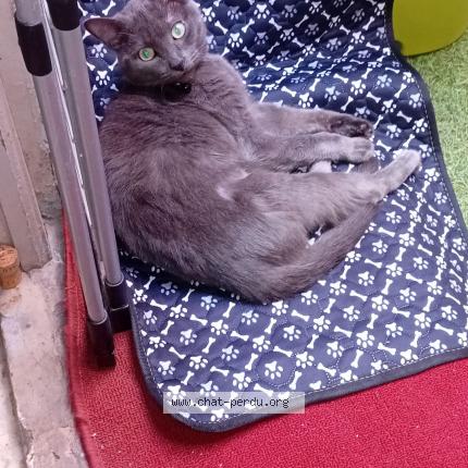 Foto 1/1 Bobhee Chat perdido en Perpignan