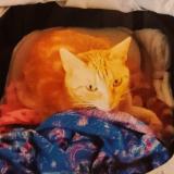 Foto del gato perdido en Le Perreux Sur Marne