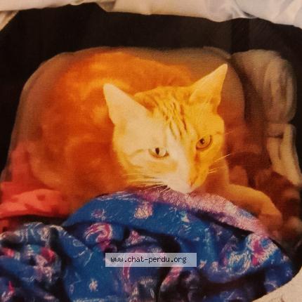 Foto 1/1 Minette Chat perdido en Le perreux sur marne