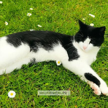 Foto 1/1 Lune Chat perdido en D huison longueville