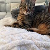 Foto del gato perdido en Vorges Les Pins