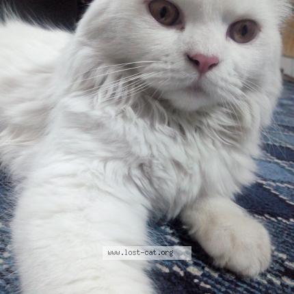 Foto 1/1 vampi Chat perdido en Karachi