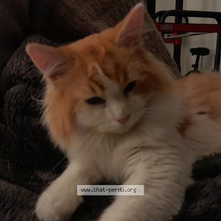 Foto 1/1 Venusia Chat perdido en Saint lo