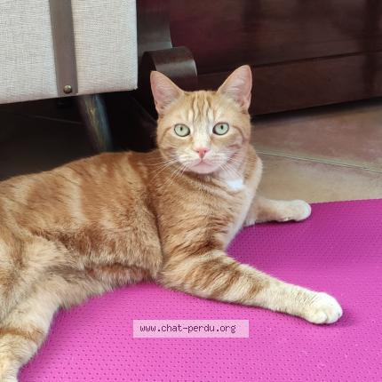 Foto 1/1 Biscuit Chat perdido en Noisy le grand