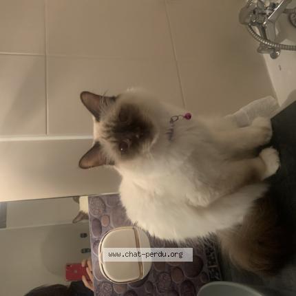 Foto 1/1 Bounty Chat perdido en Magny le hongre