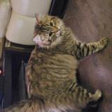 Foto del gato perdido en Cagnoncles