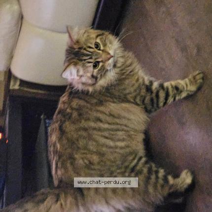 Foto 1/1 Uggy Chat perdido en Cagnoncles