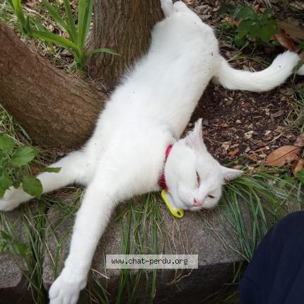 Foto 1/1 Plume Chat perdido en Toulouse