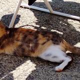 Foto del gato perdido en Orthez