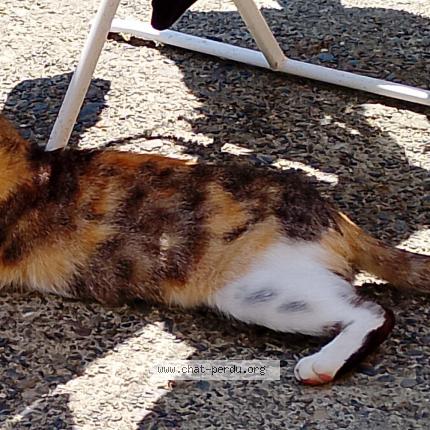 Foto 1/1 Venus Chat perdido en Orthez