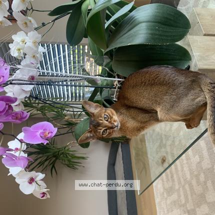 Foto 1/1 Nala Chat perdido en Presinge